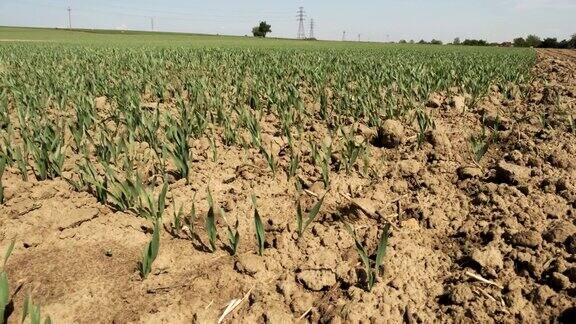 小的绿色小麦旁边的土壤