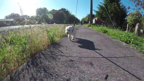 行走的高级西部高地白色小猎犬westie狗在人行道或人行道上的铅或皮带新西兰前视图