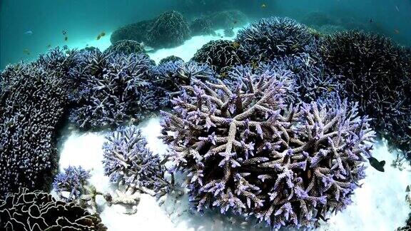 缅甸泰国泰国安达曼海博尔德岛的鹿角珊瑚礁