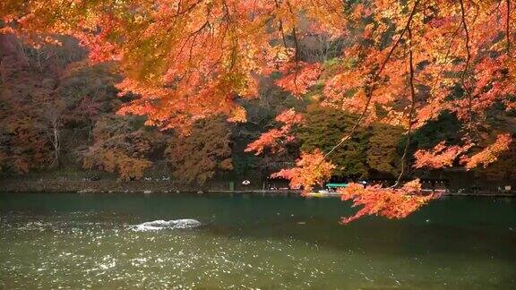 在岚山桂河的秋叶林中
