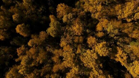 秋天的森林鸟瞰图