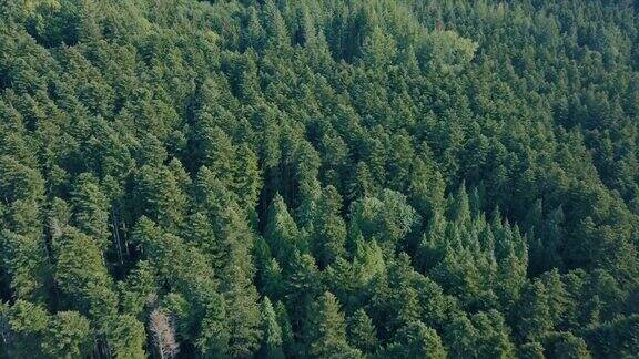 从无人机的角度鸟瞰森林