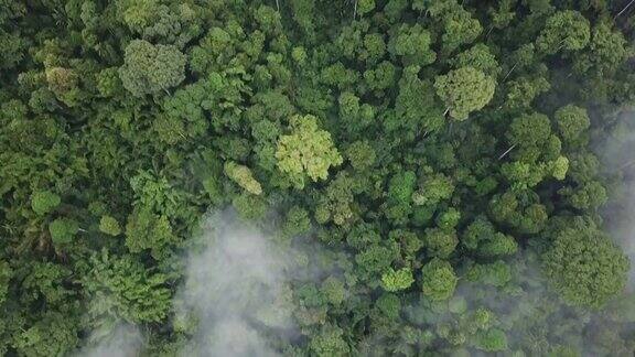 无人机查看热带森林早上卡梅伦高地