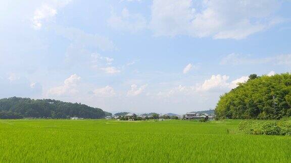 在仲夏的日本乡村附近有大量绿色的水稻种植