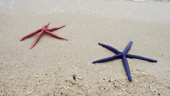 两只海星红的和蓝的躺在沙滩上