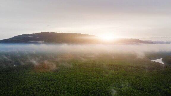泰国普吉岛的红树林