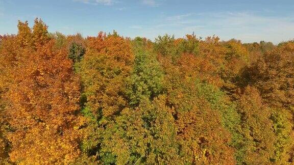 无人机在刮风的秋天显示树木摇晃的力量