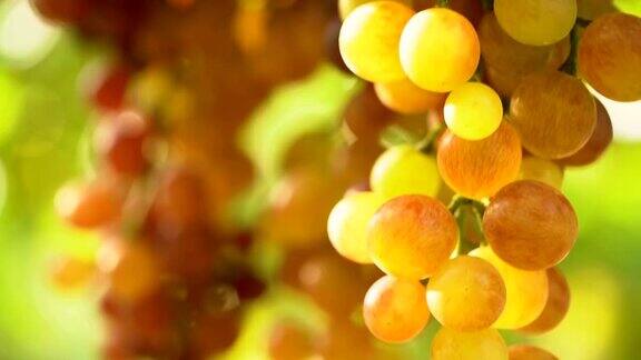 电影倾斜:葡萄园里的白葡萄