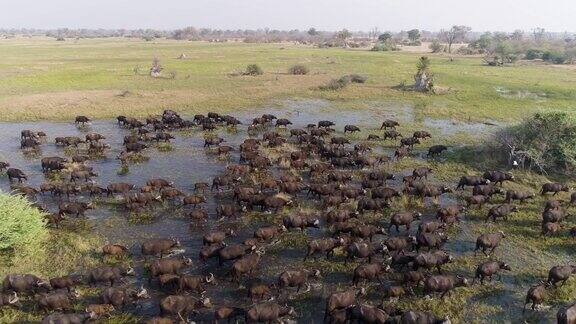 壮观的空中特写侧视图一大群开普敦水牛走过沼泽湿地在奥卡万戈三角洲博茨瓦纳