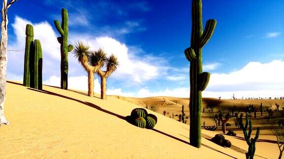 沙漠上的特殊植被