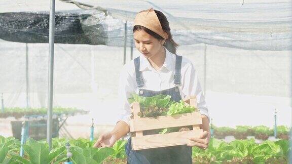 微笑的年轻聪明的农民小企业主带着木坑在温室里水培收获生菜和沙拉蔬菜