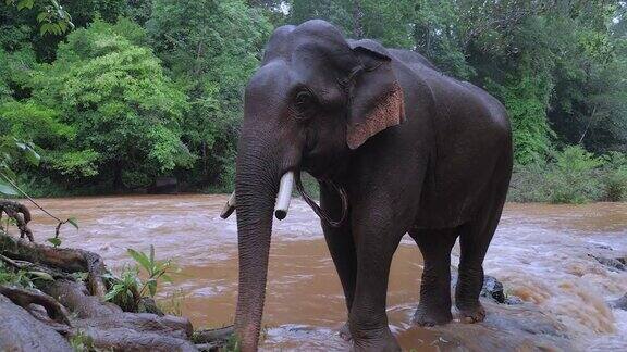 大象慢慢地走进浅河里