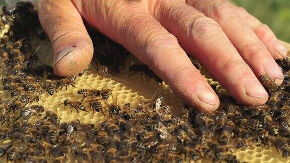 养蜂人在蜂巢里检查蜜蜂