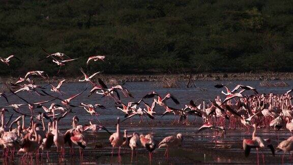 小火烈鸟小凤凰鸟飞行组从水中起飞在肯尼亚的博戈里亚湖殖民地慢镜头4K