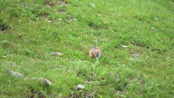 橙毛地松鼠在覆盖着绿色鲜草的草地上