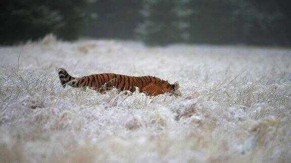 东北虎(Pantheratigrisaltaica)在一片被雪覆盖的田野上奔跑动作缓慢