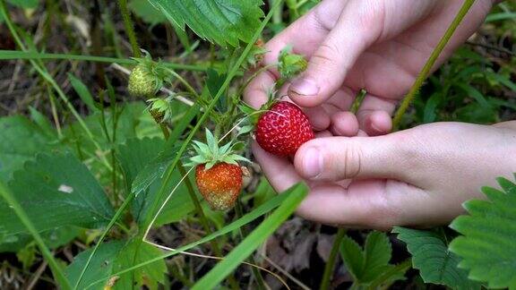 草莓的特写孩子考虑一个成熟的红草莓生长在绿色的灌木和撕下它