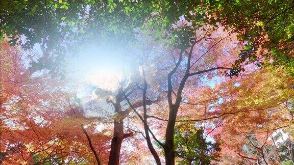秋天森林里的太阳和枫树
