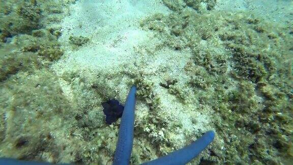 水下珊瑚上的蓝色和红色海星4千块