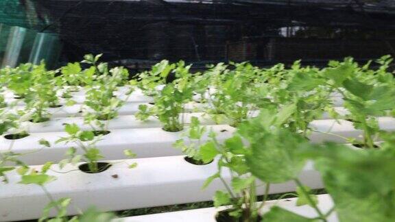 水培小芹菜栽培蔬菜苗圃表园艺概念4k分辨率绿白色叶绿气候温暖热带潮湿生长植物小香菜小芹菜