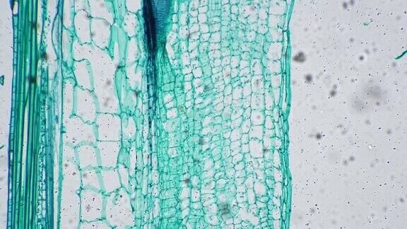 高光视野下100倍显微镜下观察青瓜茎