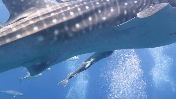 鲸鲨游向水面的角度