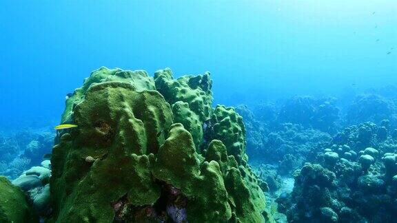 在潜水地点库拉索岛附近的加勒比海珊瑚礁海景蘑菇森林