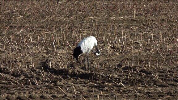 丹顶鹤在德胜平原收获的田地里进食