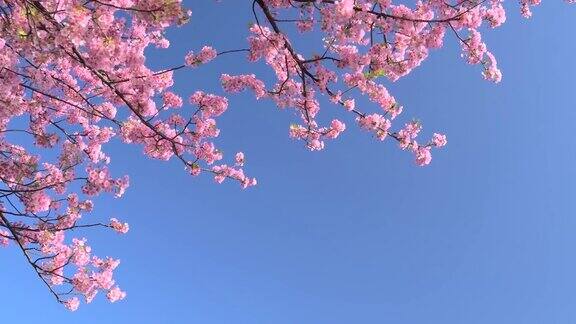 河津樱花映衬着清澈的蓝天
