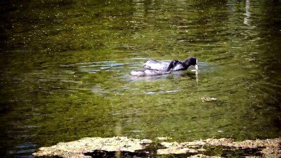 大抹刀是一只小鸭子漂浮在水中在阳光明媚的日子里潜水