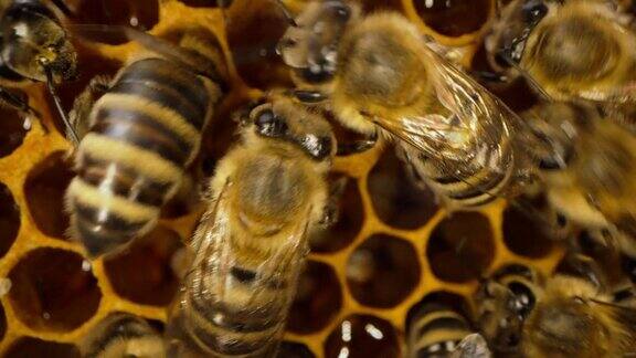 蜜蜂的工作过程极端宏观蜂房里有蜂蜡、蜂蜜、花蜜、卵
