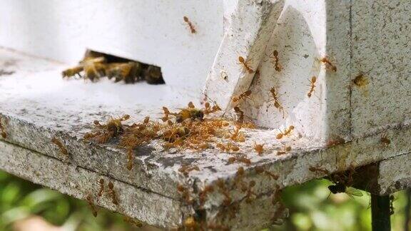 慢镜头:蜂巢入口附近有许多蜜蜂