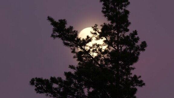 白俄罗斯松树林的月亮