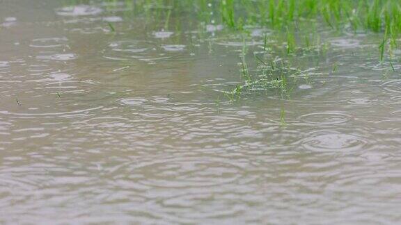 雨水淹没了草坪