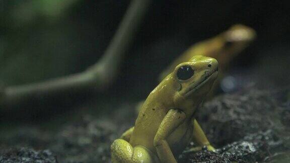 黄色的小青蛙或蟾蜍
