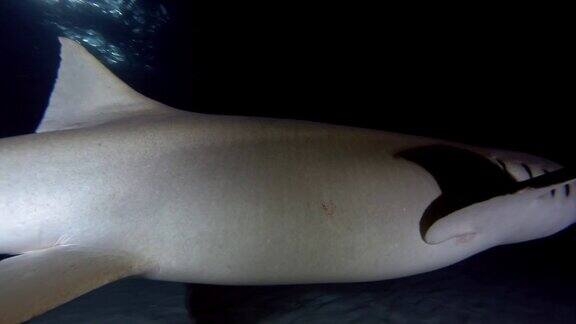 特写护士鲨带着鱼钩在夜间慢慢游过沙底黄褐色护士鲨白矮星印度洋马尔代夫