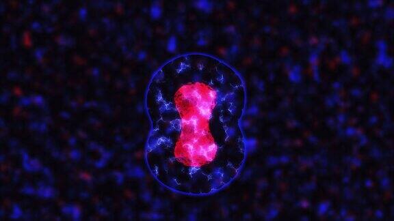 显微镜下的细胞分裂