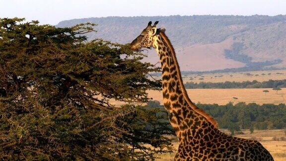 在肯尼亚马赛马拉长颈鹿正在进食背景是oloololo悬崖