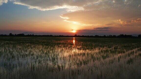 全景视频风景的绿色田野与水稻在日落