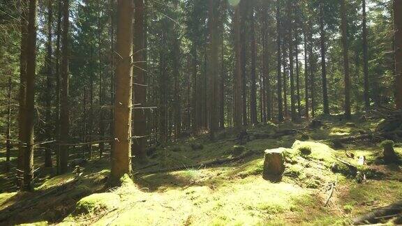 茂密的松树林在瑞典