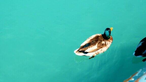 小鸭子在法国安纳西湖游泳