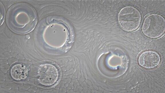 显微镜背景下的白色细菌细胞