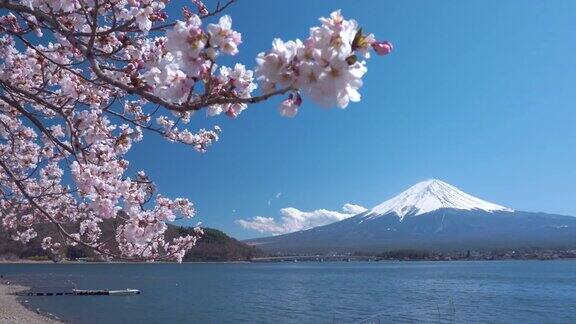 4K视频:富士山的春天藤吉田川口子的樱花盛开