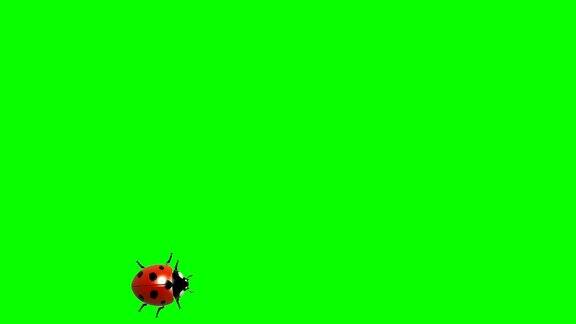 瓢虫在绿色屏幕上CG动画无缝循环