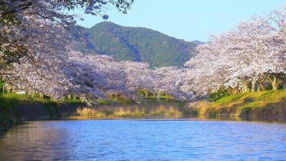 河边一排排的樱花树盛开着在春天的日落时分日本传统的风景