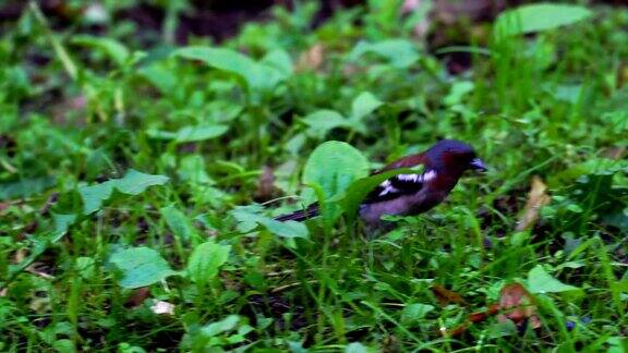 一只胸脯红色的小鸟(燕雀苍头燕雀)在公园的地面上移动鸟找到食物并吃掉它一个夏日清晨雨后的公园