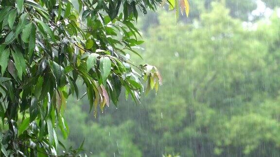 在热带森林里下雨