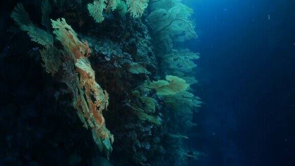 帕劳暗礁中的海扇柳珊瑚林