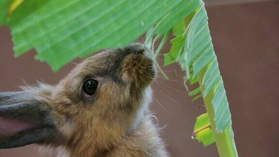 兔子吃香蕉叶