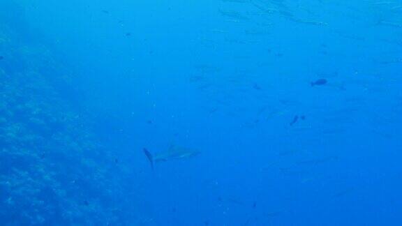 灰色礁鲨梭鱼群
